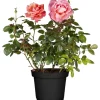 Gartenrosen verschiedene Farben 17 cm Topf