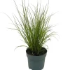 Garten-Segge 'Phoenix Green' 14 cm Topf