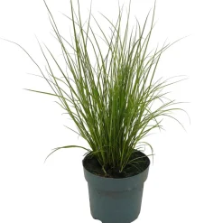Garten-Segge 'Phoenix Green' 14 cm Topf