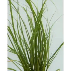 Garten-Segge 'Phoenix Green' 14 cm Topf