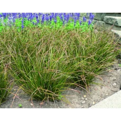 Garten-Segge 'Phoenix Green' 14 cm Topf