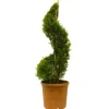 Gelbe Baumzypresse 'Castlewellan Gold' Spirale, 30 cm Topf