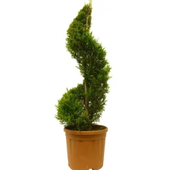Gelbe Baumzypresse 'Castlewellan Gold' Spirale, 30 cm Topf