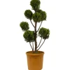 Gelbe Baumzypresse 'Castlewellan Gold' Pompon, 30 cm Topf