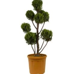 Gelbe Baumzypresse 'Castlewellan Gold' Pompon, 30 cm Topf