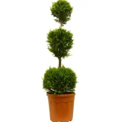 Gelbe Baumzypresse 'Castlewellan Gold' 3er-Kugel, 30 cm Topf