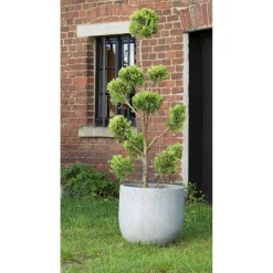Gelbe Baumzypresse 'Gold Rider' Pompon, 40 cm Topf