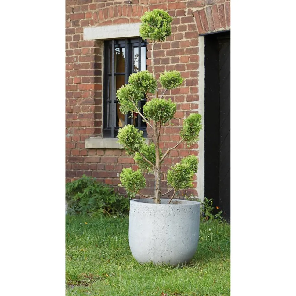 Gelbe Baumzypresse 'Gold Rider' Pompon, 40 cm Topf