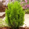 Gelbe Kegelzypresse 'Ellwood"s Empire' 17 cm Topf