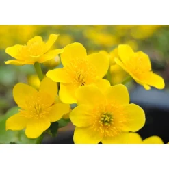 Gelbe Sumpfdotterblume, 9 x 9 cm Topf, 3er-Set