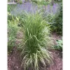 Gelbgestreiftes Reitgras 'Eldorado' 19 cm Topf