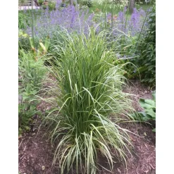 Gelbgestreiftes Reitgras 'Eldorado' 19 cm Topf