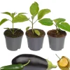 Gemüse-Mix 9 cm Topf, 3er-Set