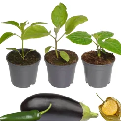 Gemüse-Mix 9 cm Topf, 3er-Set