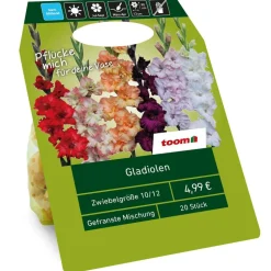 Gladiolen gefranst Mischung 20 Zwiebeln