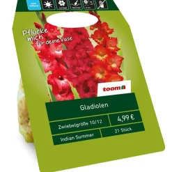 Gladiolen 'Indian Summer' rot 21 Zwiebeln