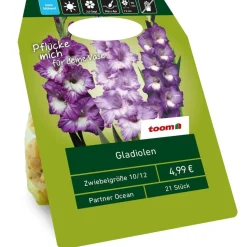 Gladiolen 'Ocean Partner' blau 21 Zwiebeln
