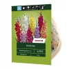 Gladiolen-Mix 1 kg