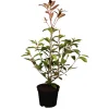 Glanzmispel 'Red Robin' 24 cm Topf