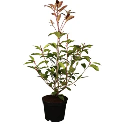Glanzmispel 'Red Robin' 24 cm Topf
