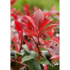 Glanzmispel 'Red Robin' 24 cm Topf