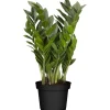 Glücksfeder 14 cm Topf