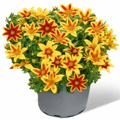 Goldmarie 'Tiger Bee' 12 cm Topf