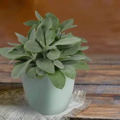 Greiskraut