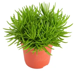 Greiskraut 