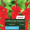 Großblumige Gladiolen 'Gladiolus', 10 Stück, rot