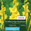 Großblumige Gladiolen 'Gladiolus', 10 Stück, gelb
