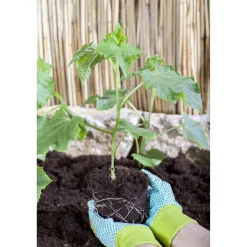 Große Schlangengurke 'Cyrano®' 12 cm Topf, 2er-Set