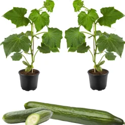 Große Schlangengurke 'Cyrano®' 12 cm Topf, 2er-Set
