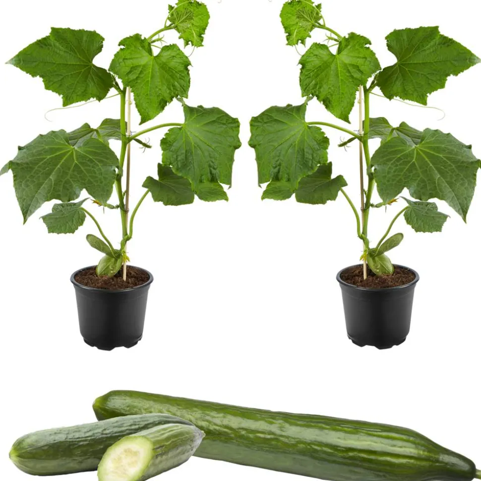 Große Schlangengurke 'Cyrano®' 12 cm Topf, 2er-Set