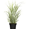 Gräser verschiedene Sorten 23 cm Topf