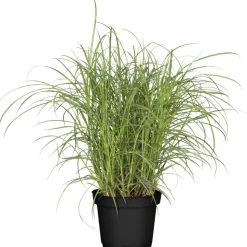 Gräser verschiedene Sorten 23 cm Topf