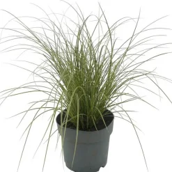 Gräser verschiedene Sorten 14 cm Topf