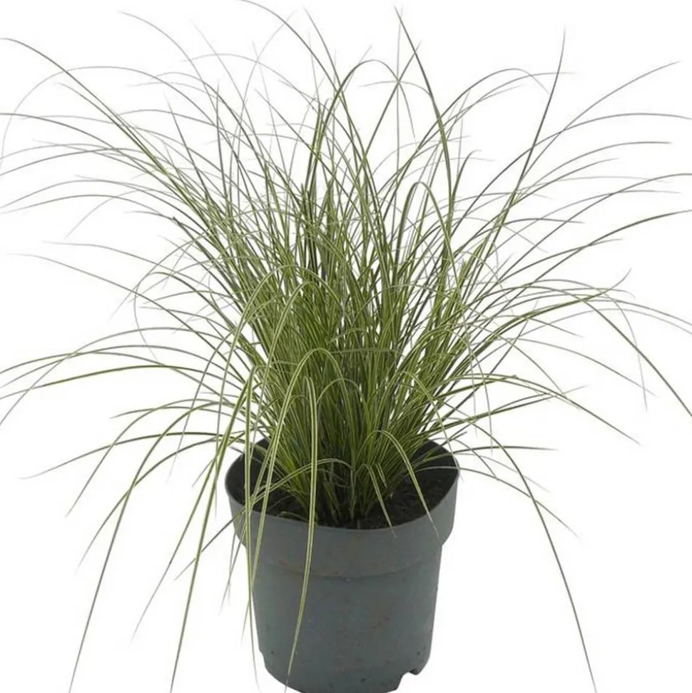 Gräser verschiedene Sorten 14 cm Topf