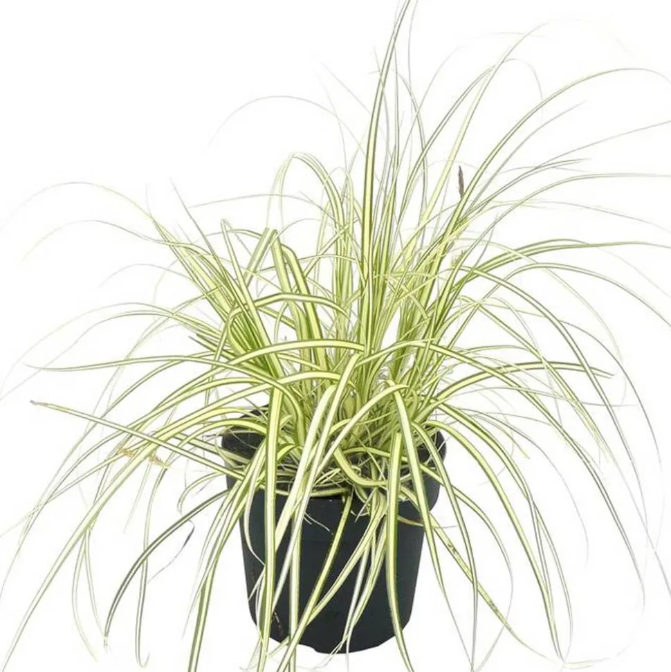 Gräser verschiedene Sorten 14 cm Topf