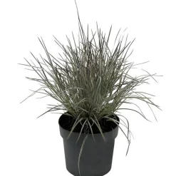 Gräser verschiedene Sorten 14 cm Topf