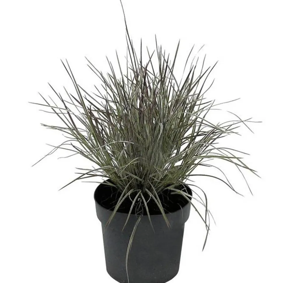 Gräser verschiedene Sorten 14 cm Topf