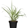 Gräser verschiedene Sorten 11 cm Topf