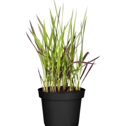 Gräser verschiedene Sorten 11 cm Topf