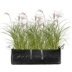 Gräserhecke Chinaschilf 'Ferner Osten' in Pflanztasche 100 x 50 cm