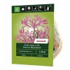 Guernsey-Lilie 'Nerine Bowdenii' 1 Stück