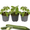 Gurken-Mix 9 cm Topf, 3er-Set
