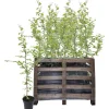 Hainbuche 125-150 cm 50 Stück