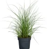 Halbhohes Chinaschilf 'Red Chief' 19 cm Topf