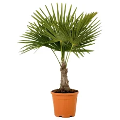 Hanfpalme 100 cm, 32 cm Topf