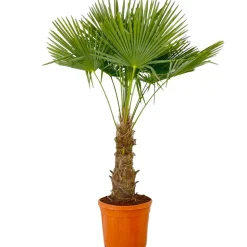 Hanfpalme 150 cm, 44 cm Topf